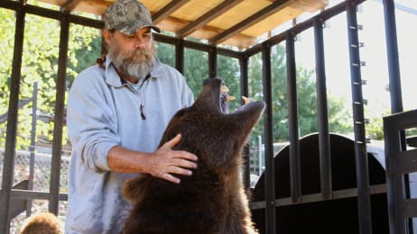 grizzly screech bob bears