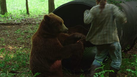 grizzly screech denning culvert brings foot