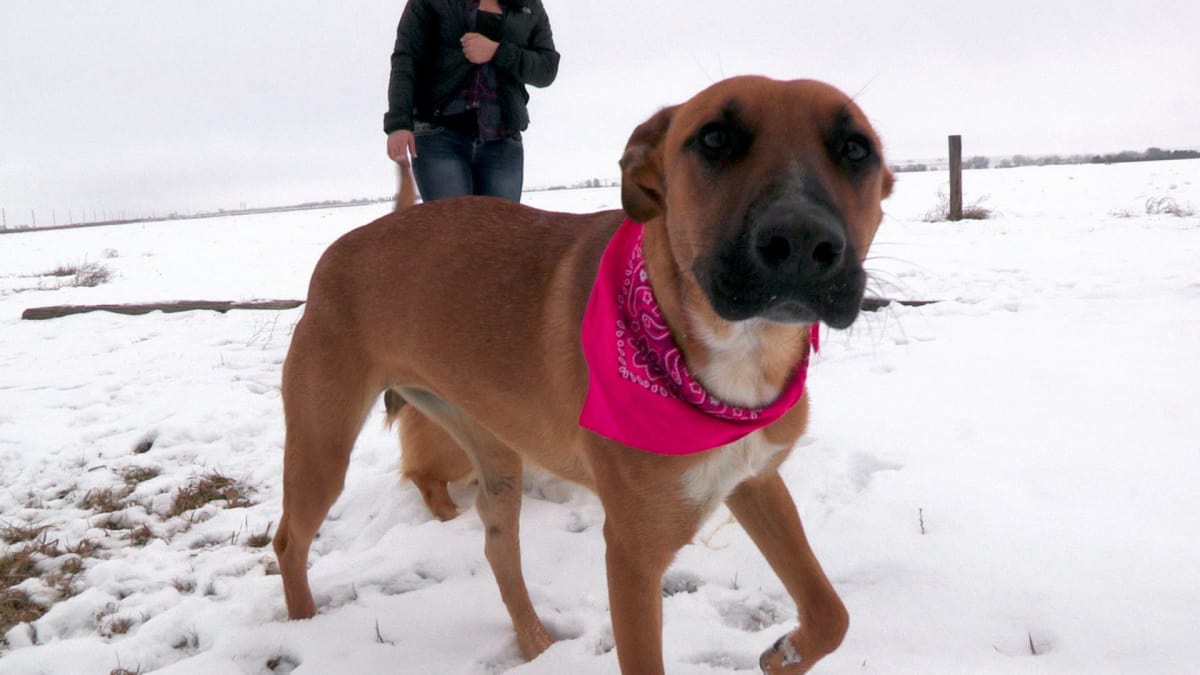 Exercise is Key to Pet Ownership - Dr. Jeff: Rocky 