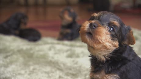 To What New Heights Will These Poodle Pups Climb Too Cute Animal Planet