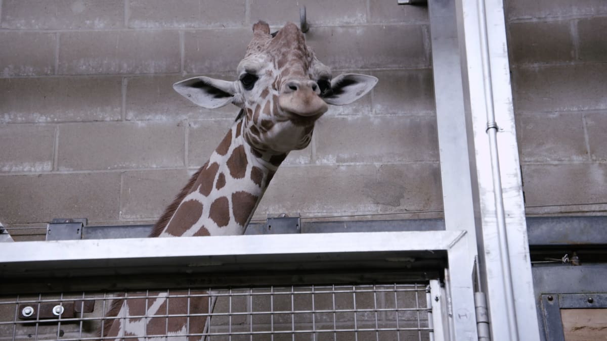 New Giraffe Chute at the Zoo - The Zoo | Animal Planet