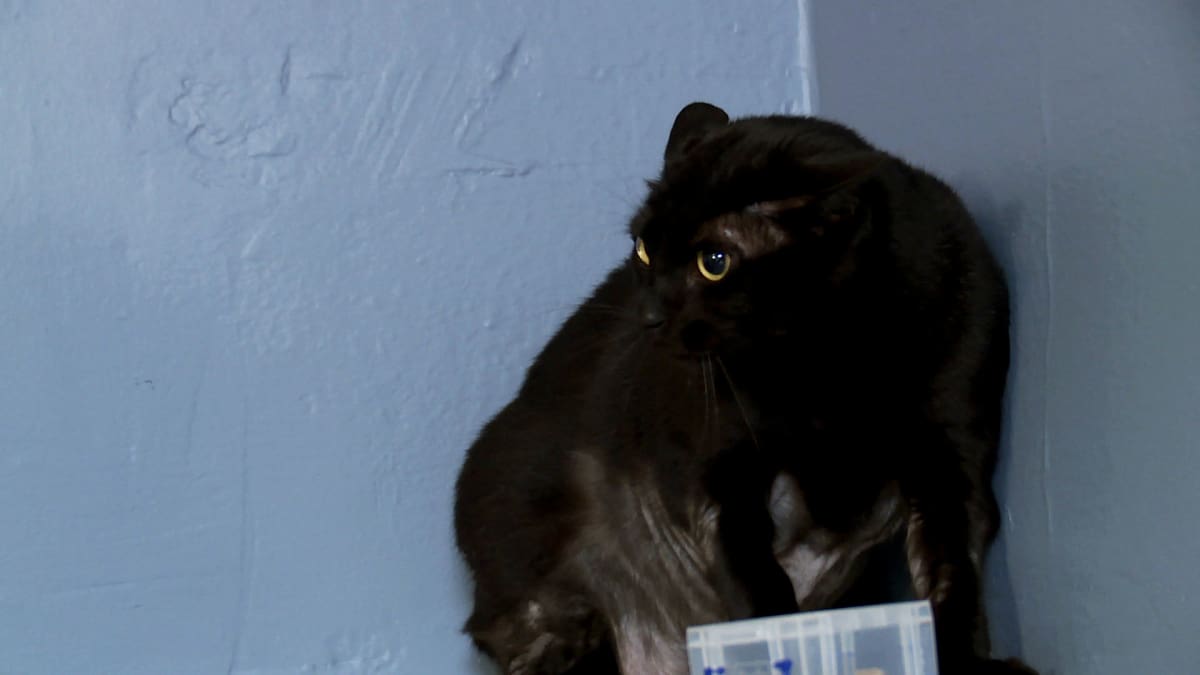 Jackson Galaxy’s Most Hellish Moments May My Cat From Hell Animal