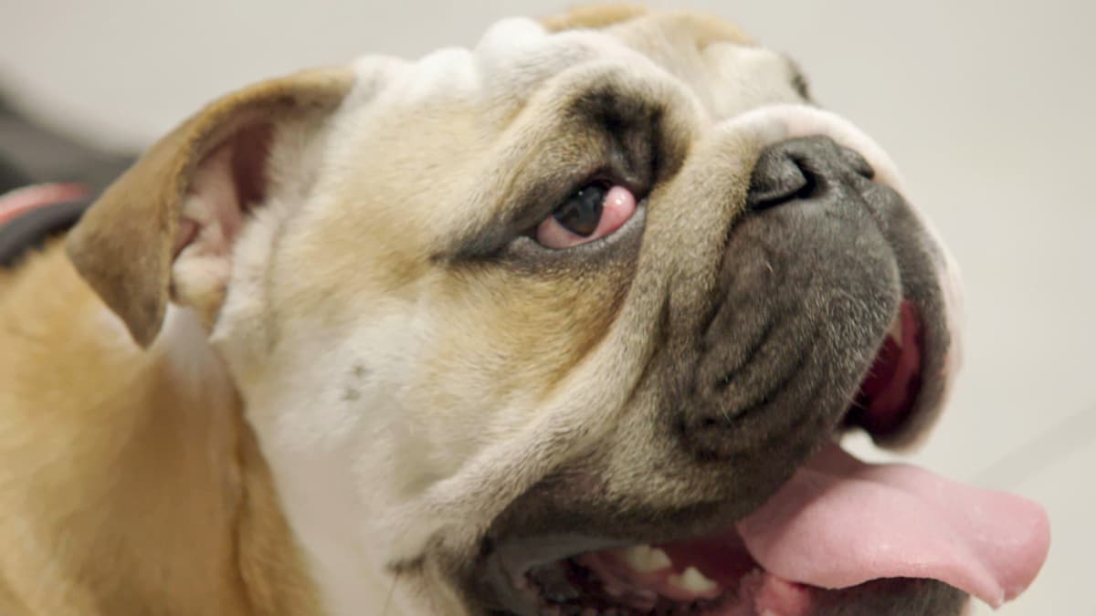 English Bulldog with Cherry Eye - The Vet Life | Animal Planet