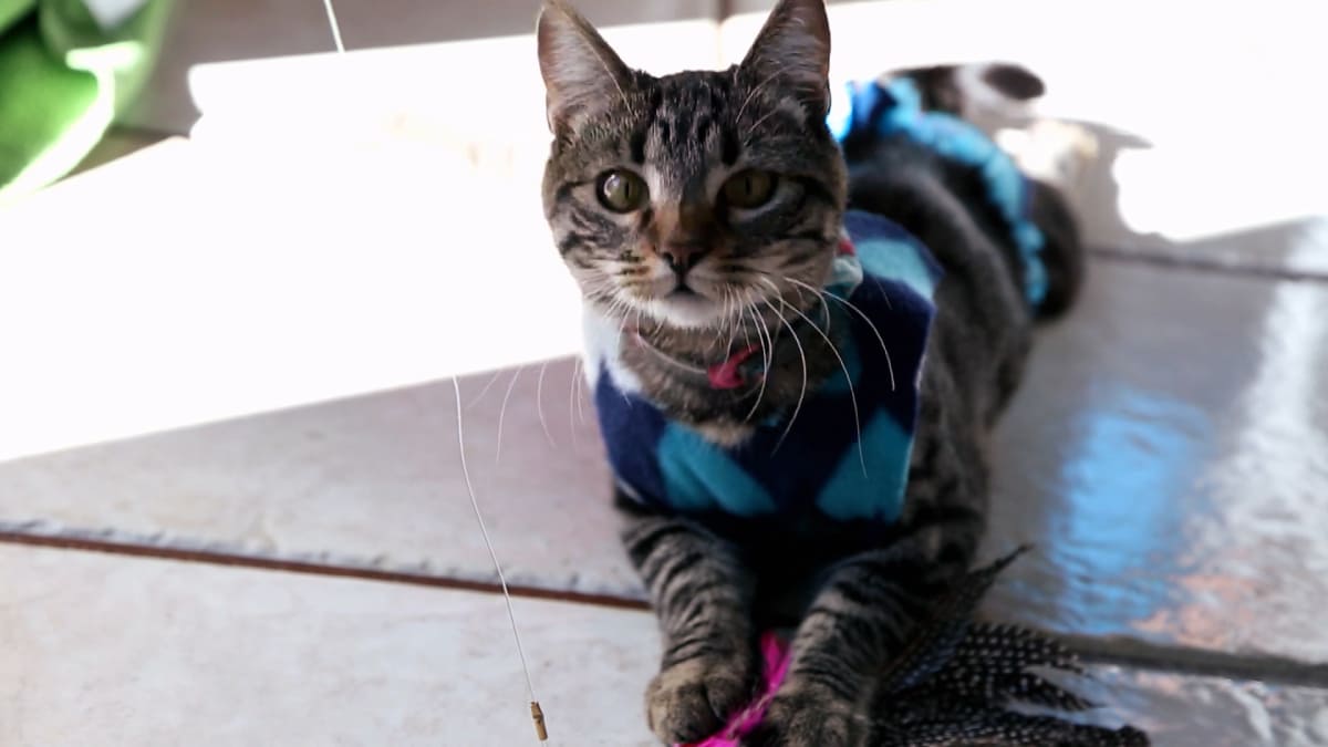 My Cat From Heaven: Arkadiy and Ariande - My Cat From Hell | Animal Planet