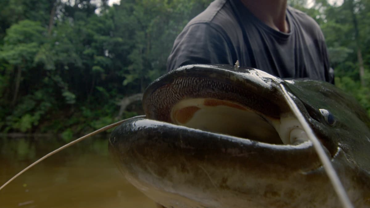 How to Catch a Tapah River Monsters Animal
