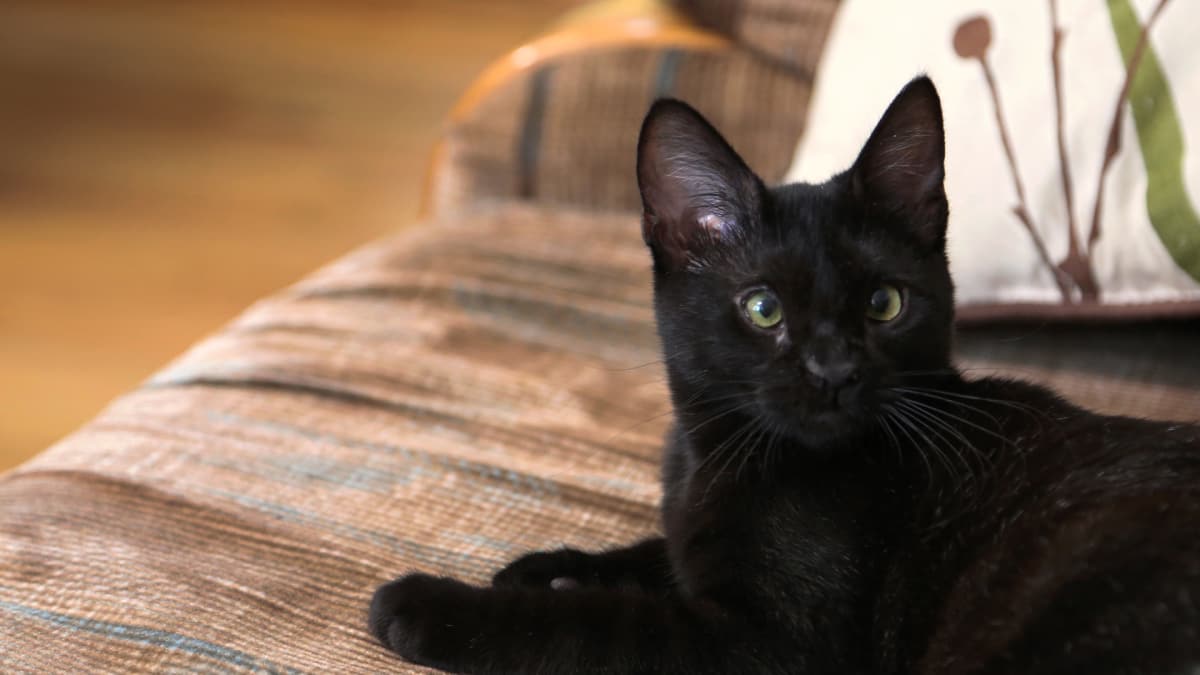 Mojito Cat | My Cat From Hell