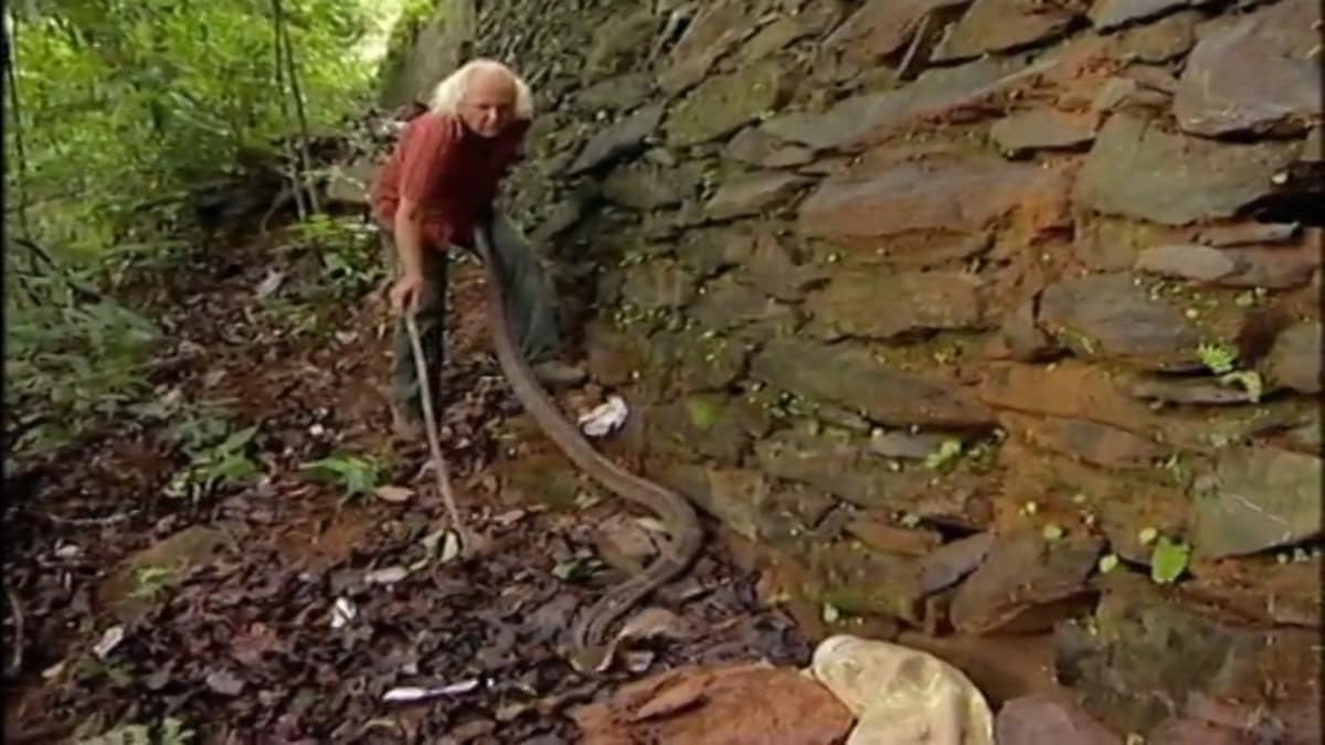 To Catch a King Cobra Wild Kingdom Animal