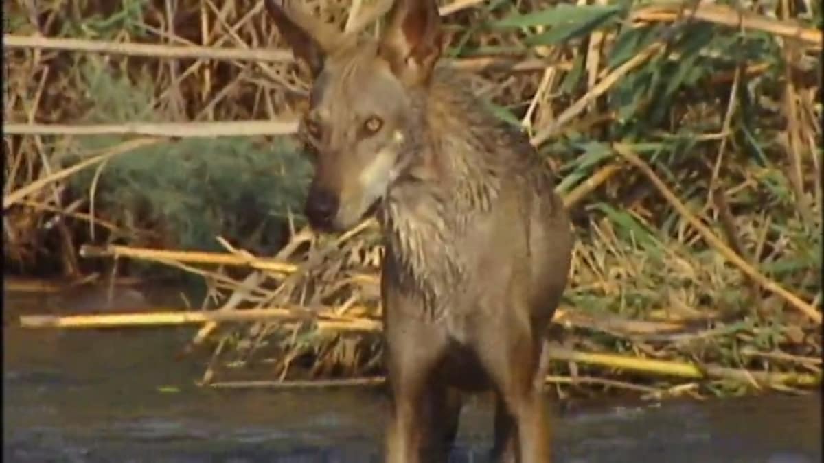 Wolves of the Sinai - Wild Kingdom | Animal Planet