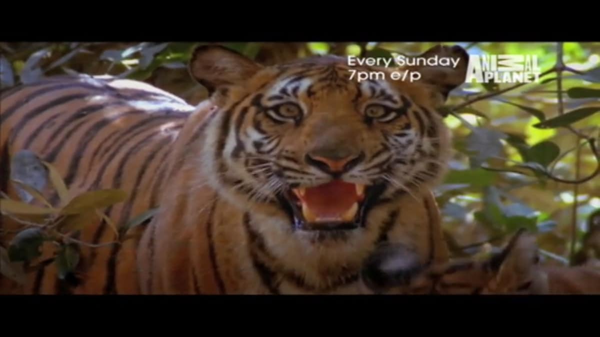 Season 7 - Wild Kingdom | Animal Planet