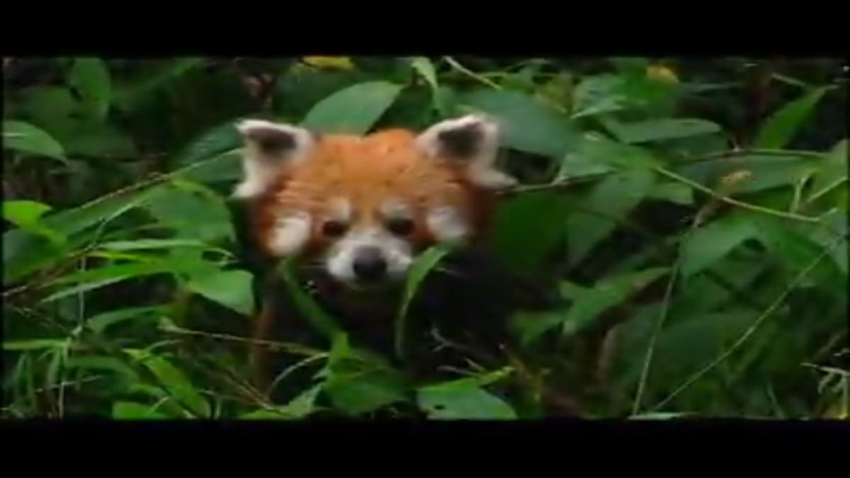 An Adventurous Red Panda - Wild Kingdom | Animal Planet