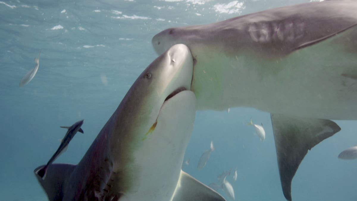 5 Things You Never Wondered About Shark Sex Shark Week Discovery 