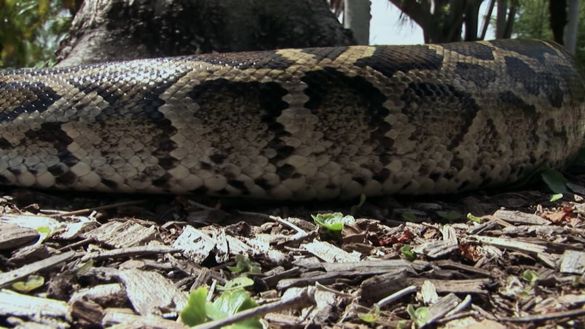 A Fear of Pythons - Man-Eating Python | Discovery