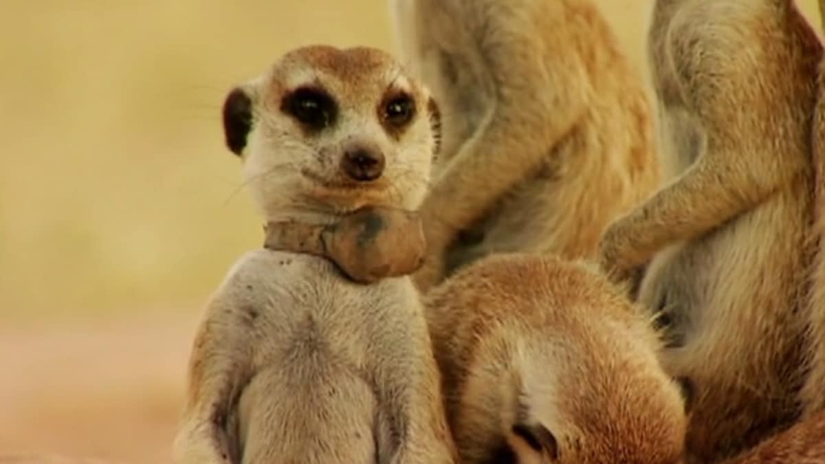 Growing Pains | Meerkat Manor