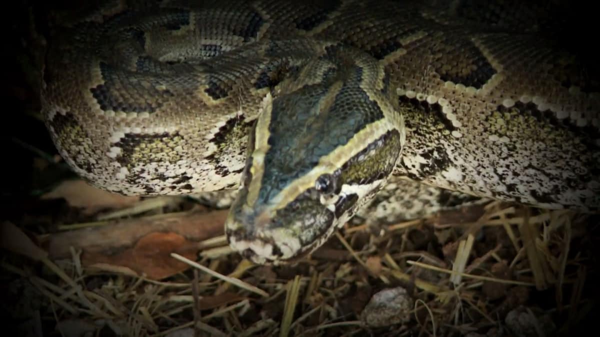 Killer Pythons | Swamp Wars