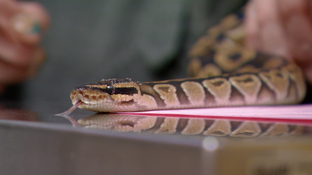 how to help a snake shed its skin - dr. jeff: rocky