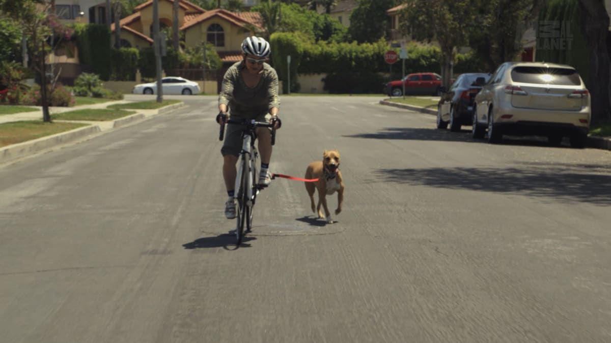 How to Ride a Bike with a Dog Cat vs. Dog Animal