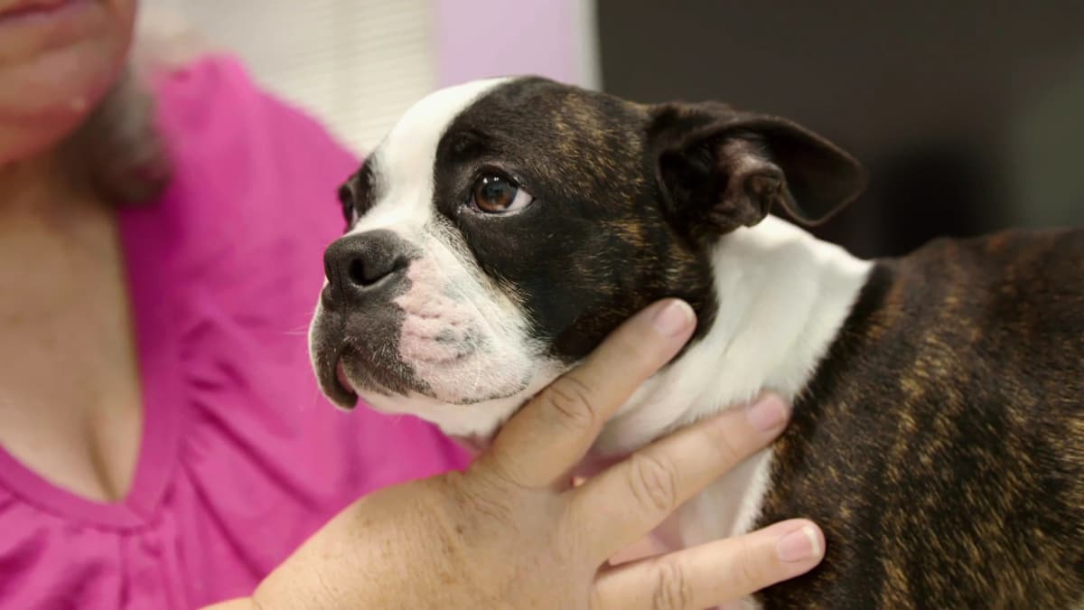 Hermaphrodite Dog The Vet Life Extreme Animal Encounters