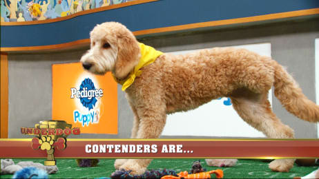 Puppy Bowl 