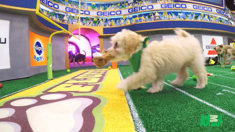 Puppy Bowl | Watch Full Episodes & More! - Animal Planet