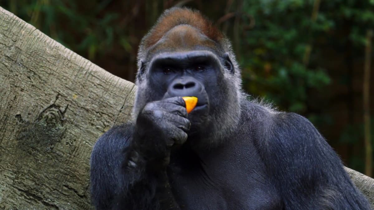 A Gorilla with Heart The Zoo