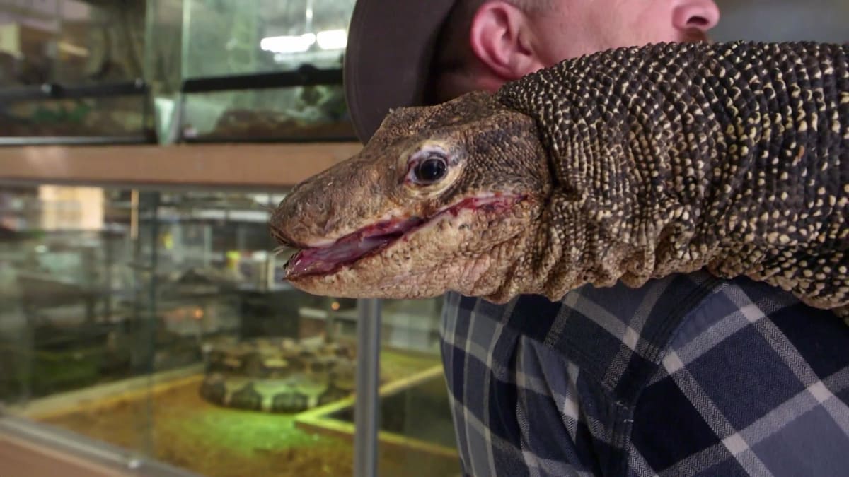 Wounded Reptile Rehab Wild Jobs