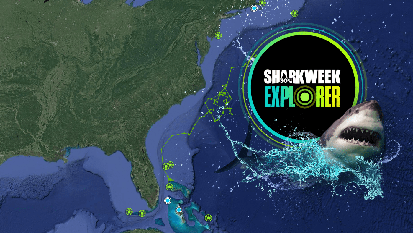 Shark Week Watch Full Episodes & More! Discovery