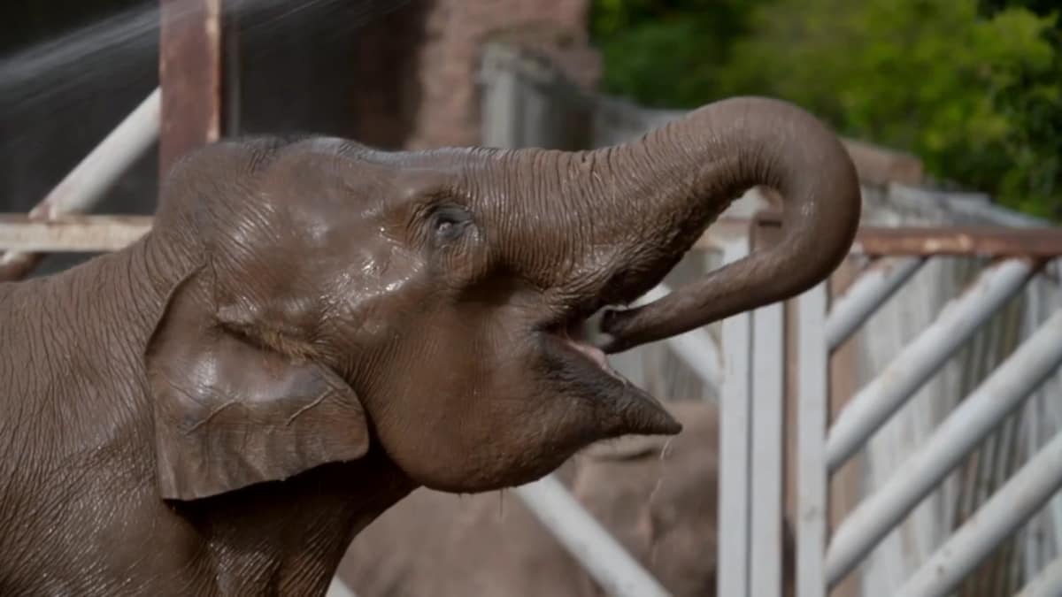 Save the Elephants Secret Life of the Zoo