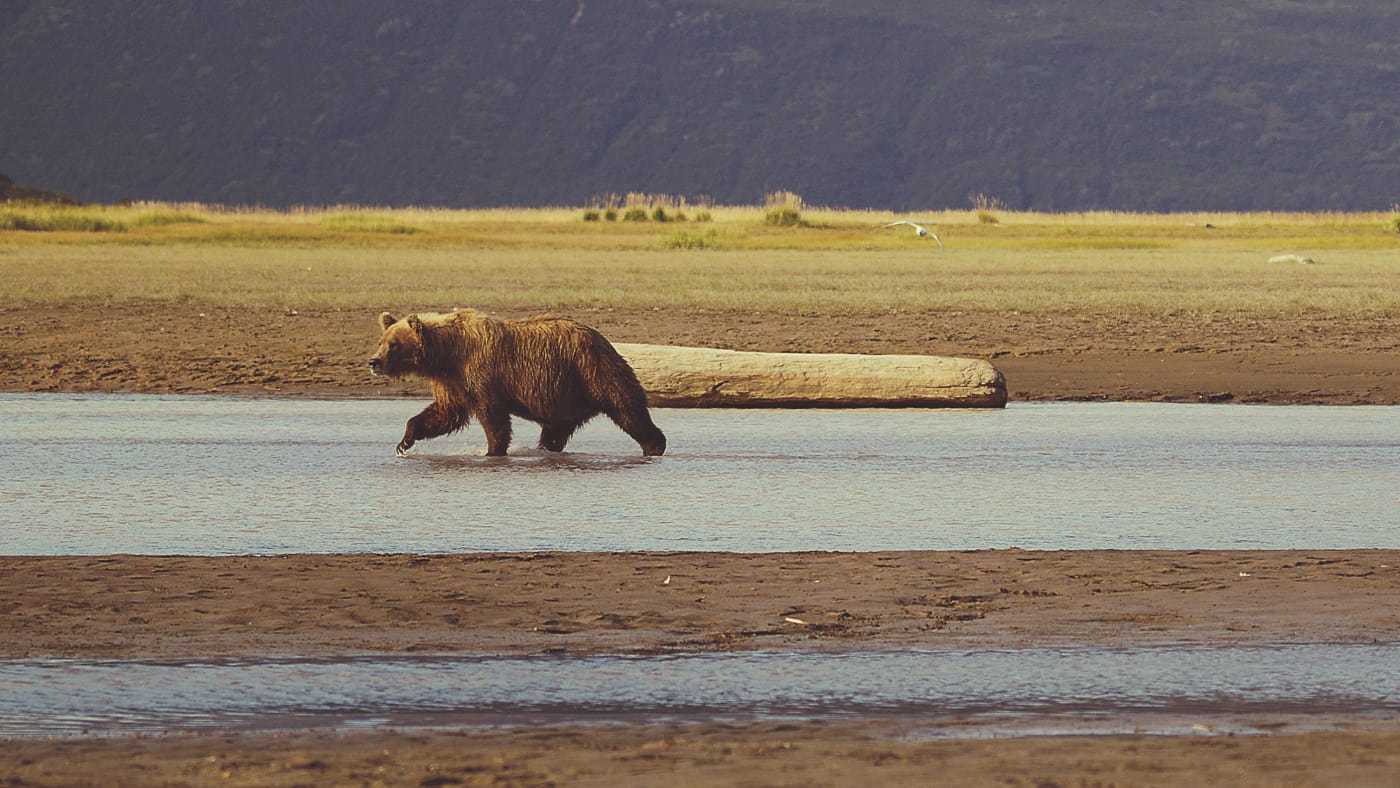 Into Alaska