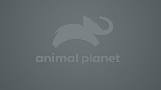 Animal Planet TV Schedule | Watch Now for FREE!