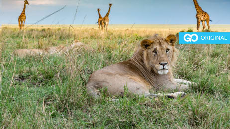 Animal Planet Shows - Watch Now for FREE!