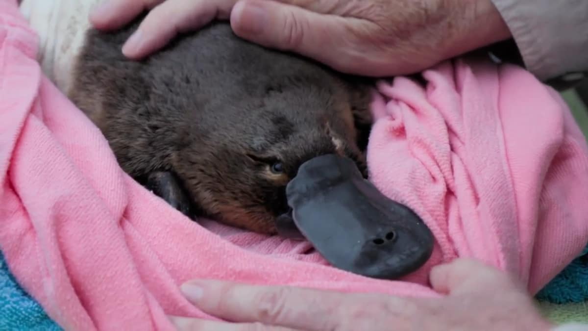 Race to Save the Platypus | Crikey! It's the Irwins