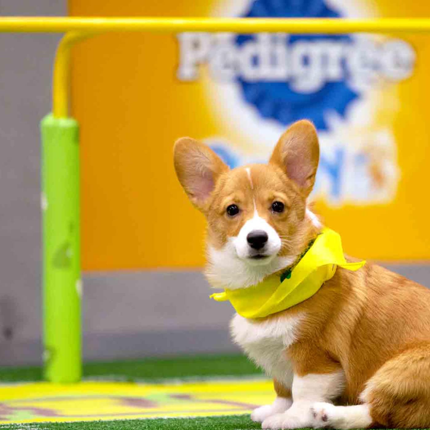 Puppy Bowl | Watch Full Episodes & More! - Animal Planet