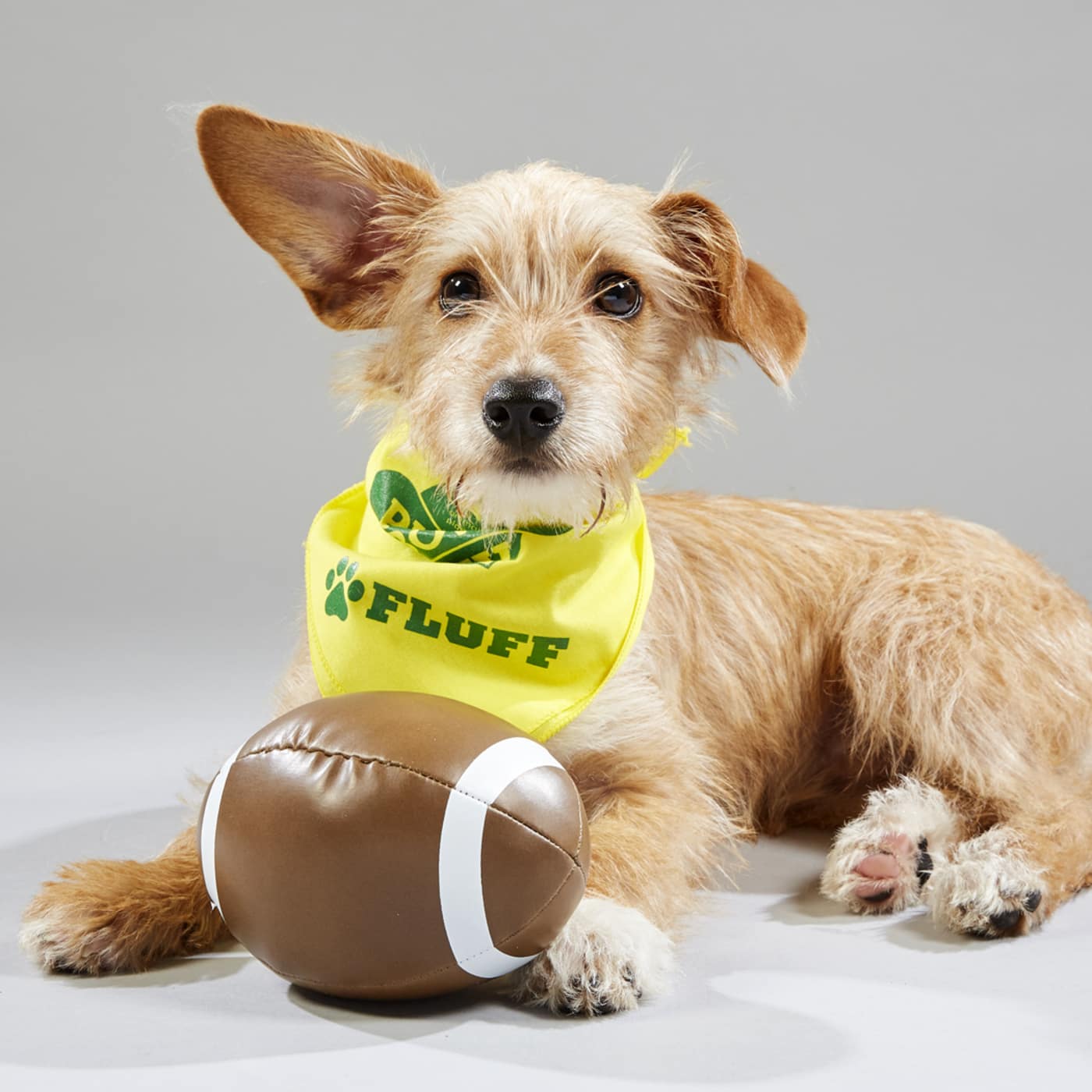 Puppy Bowl | Watch Full Episodes & More! - Animal Planet