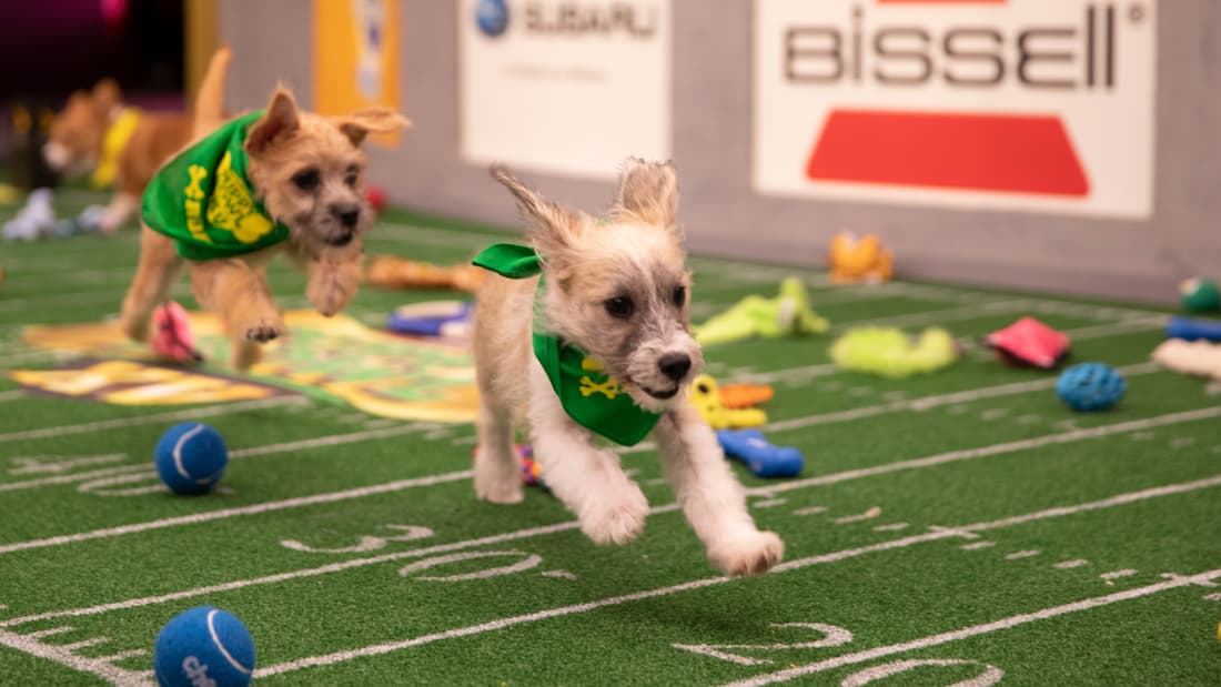 Puppy Bowl Watch Full Episodes & More! Animal