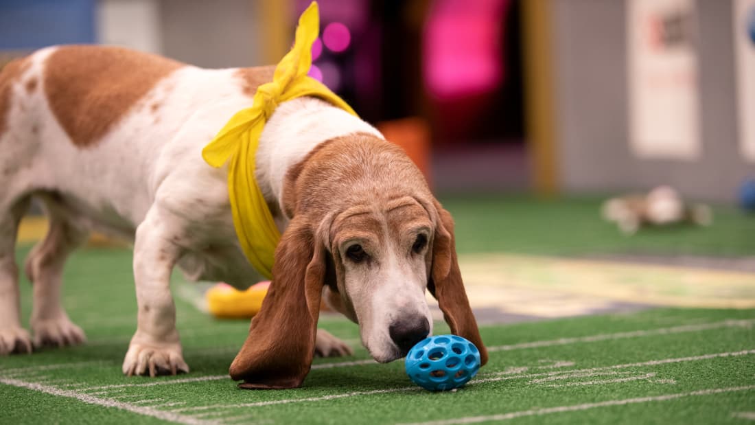 Puppy Bowl Watch Full Episodes & More! Animal