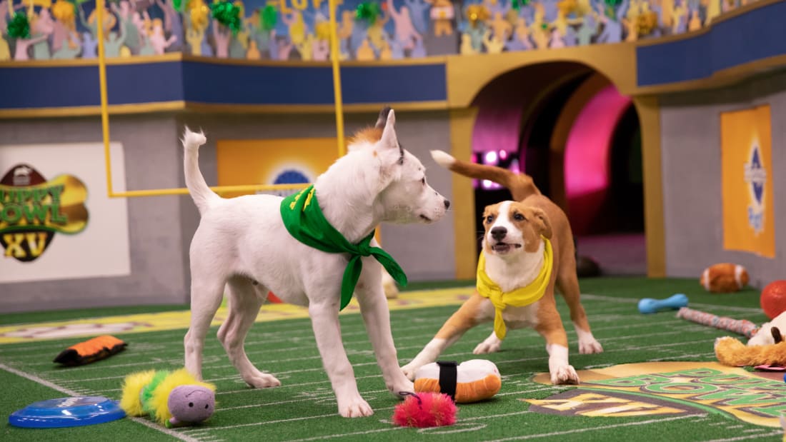 Puppy Bowl Watch Full Episodes & More! Animal