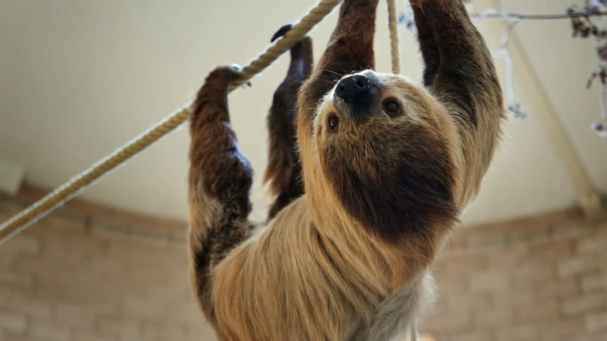 Sloth Couples Therapy | The Secret Life of the Zoo