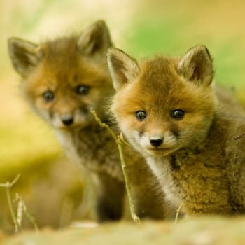 Surviving Joe Exotic | Watch Full Episodes & More! - Animal Planet