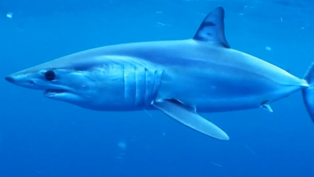 Mako Mania The Daily Bite