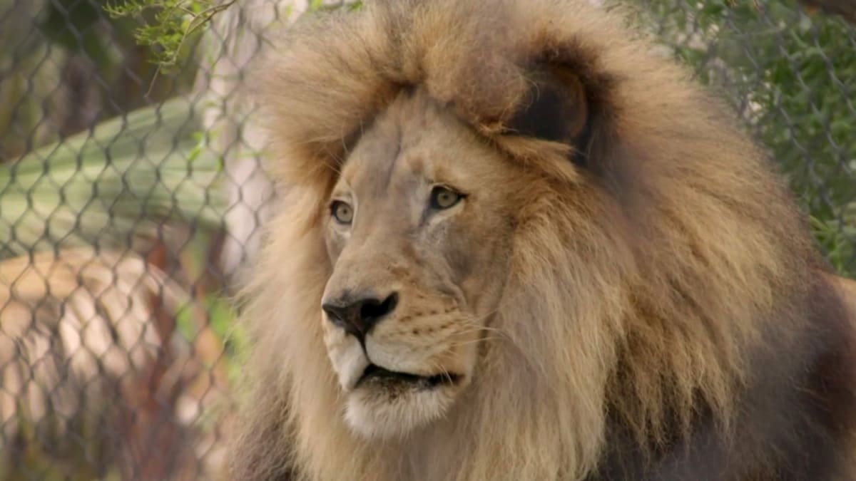 A Lion's Tale | The Zoo: San Diego