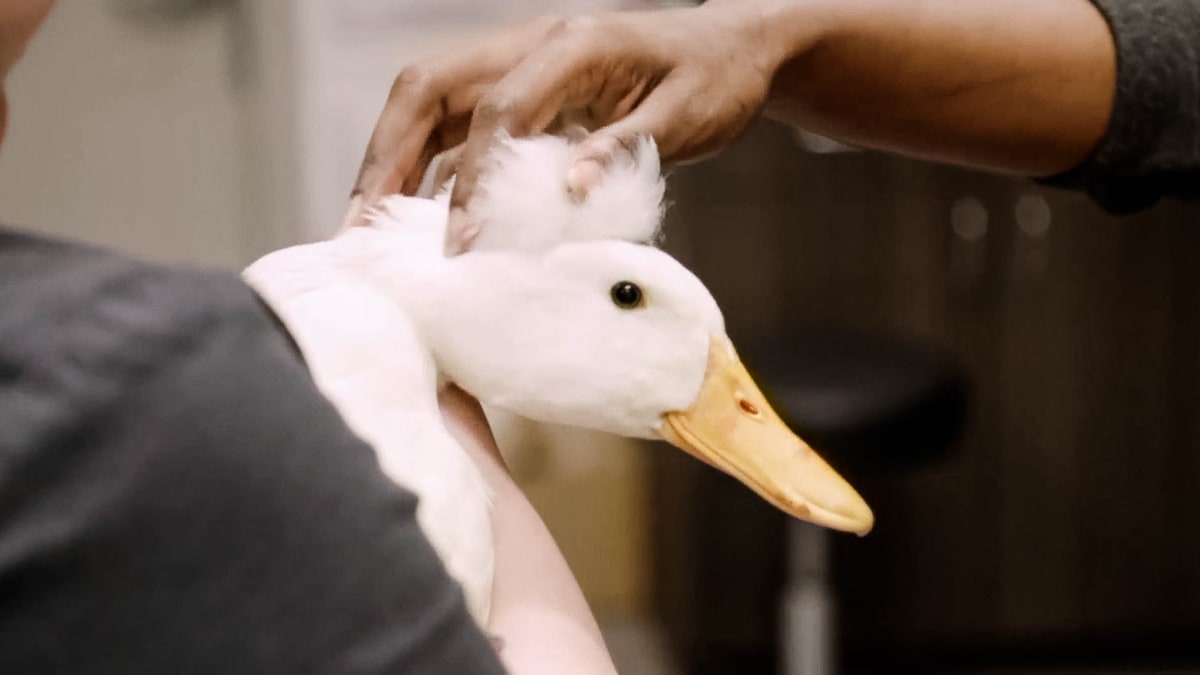 Lumpy Duck | The Vet Life