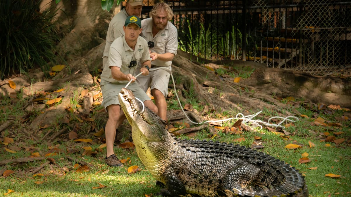 Bosco the Croc's Big Move | Crikey! It's the Irwins