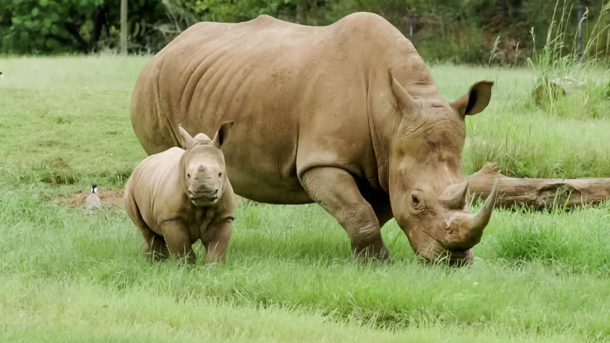 Great Rhino