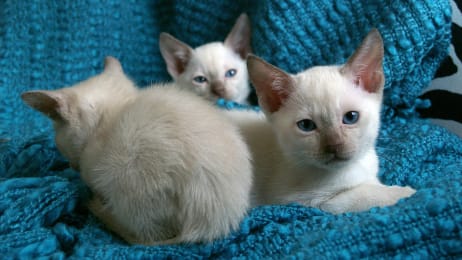 Too Cute Kittens Too Cute