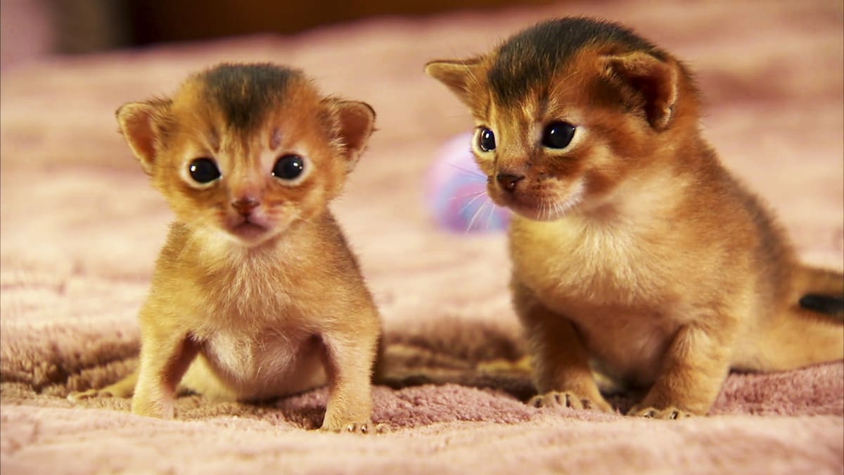 too cute kitten dolls