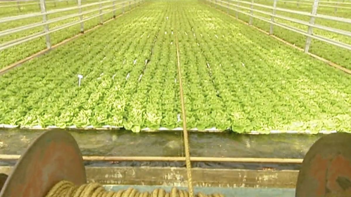 Hydroponic Lettuce How It's Made