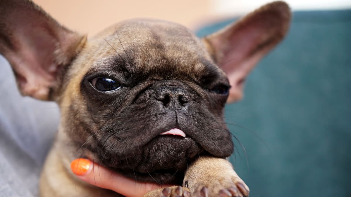 Frenchie Fix | Amanda to the Rescue