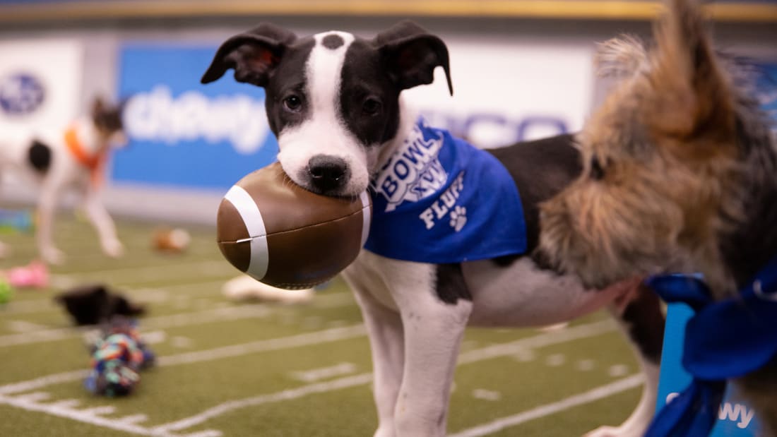 Puppy Bowl Watch Full Episodes & More! Animal