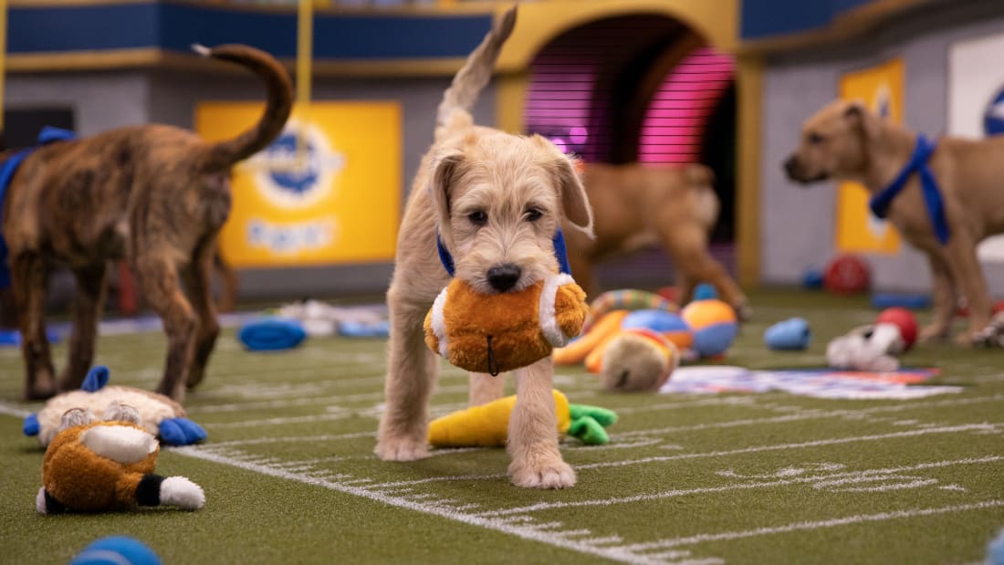 puppy bowl trading cards