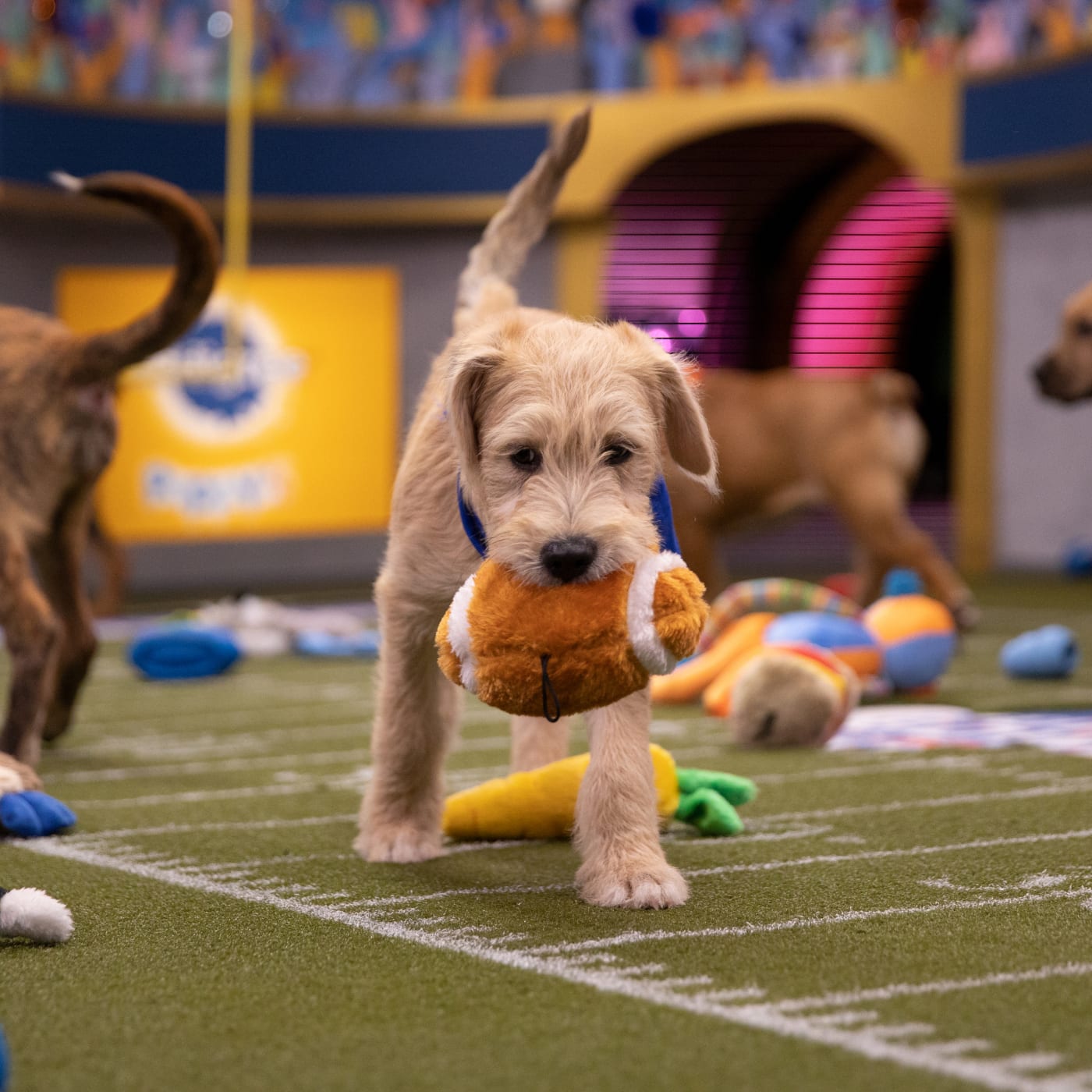 Puppy Bowl Players 2025 - Katie Toinette